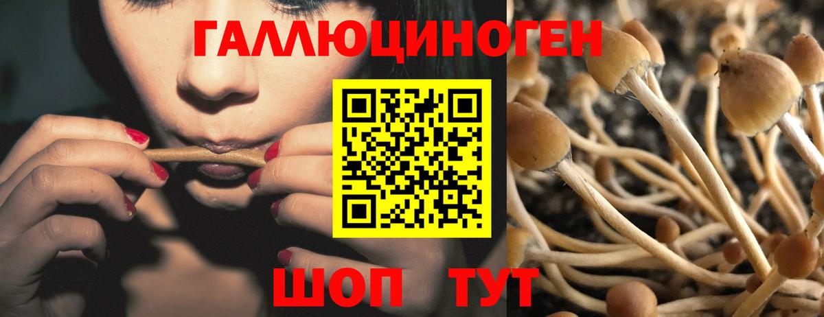 дарнет шоп  Галлюциногенные грибы мухоморы  Псилоцибиновые грибы мицелий  Вход с VPN  Заинск 
